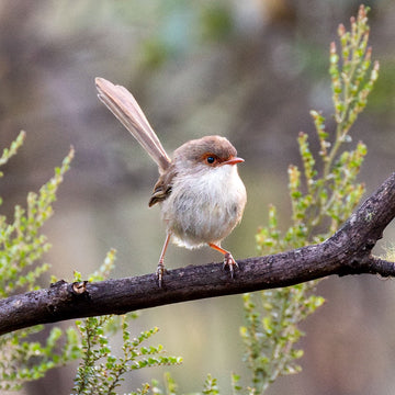 Female superb fairy wren - 1