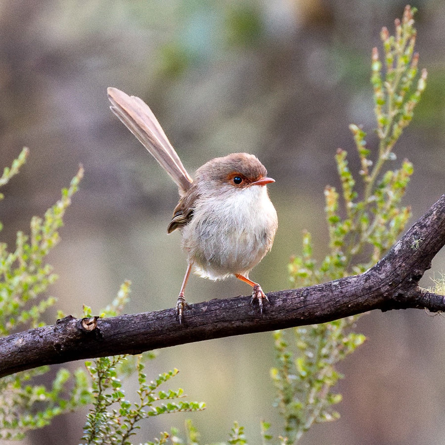 Female superb fairy wren - 1