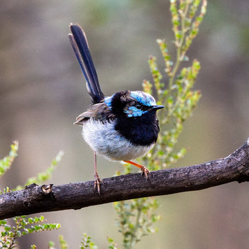 Male superb fairy wren - 1