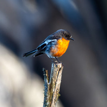 Flame Robin - 1