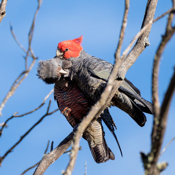 Gang-gang cockatoos - 1