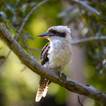 Kookaburra - 1