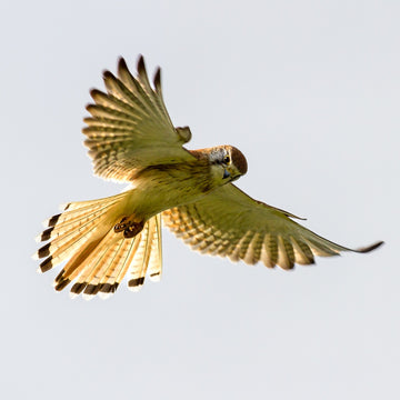Nankeen kestrel - 1