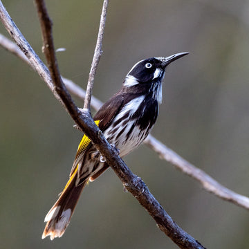 New Holland honeyeater - 1