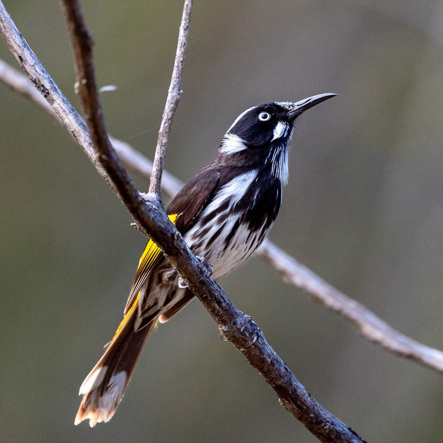 New Holland honeyeater - 1
