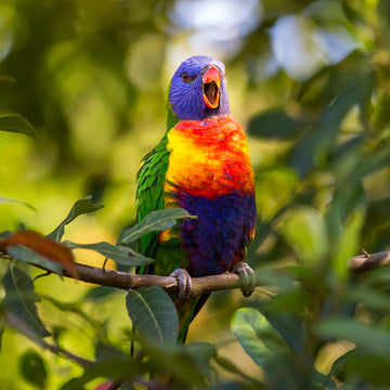 Rainbow lorikeet - 1