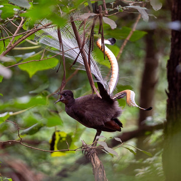 Superb lyrebird - 1