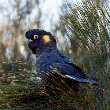 Yellow-tailed Black Cockatoo - 1