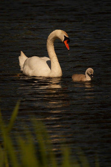 Baby and mother swan bird portrait in a pond - 1