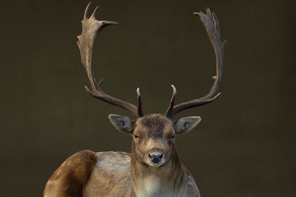 Deer portrait on brown background - 1