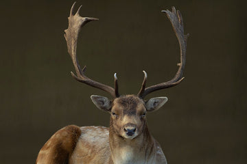 Deer portrait on brown background - 1