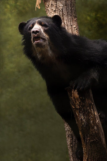 Portrait of a bear in a tree with a green background - 1