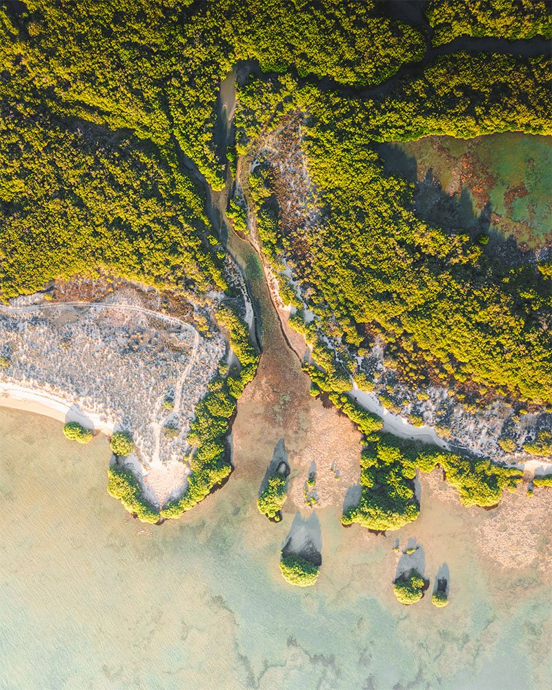 Delta of Mangrove Bay - 1