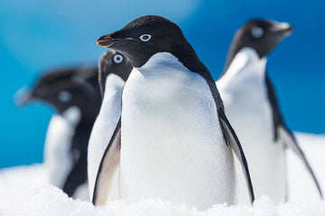Penguin posers - 1