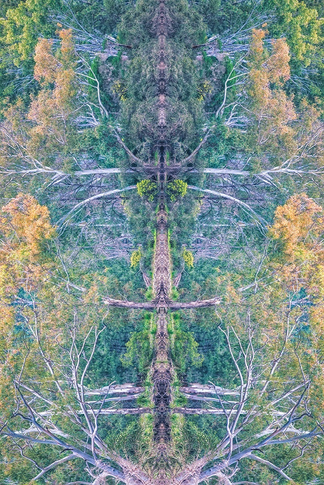 Tree of Man - 1