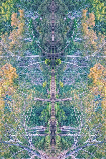 Tree of Man - 1