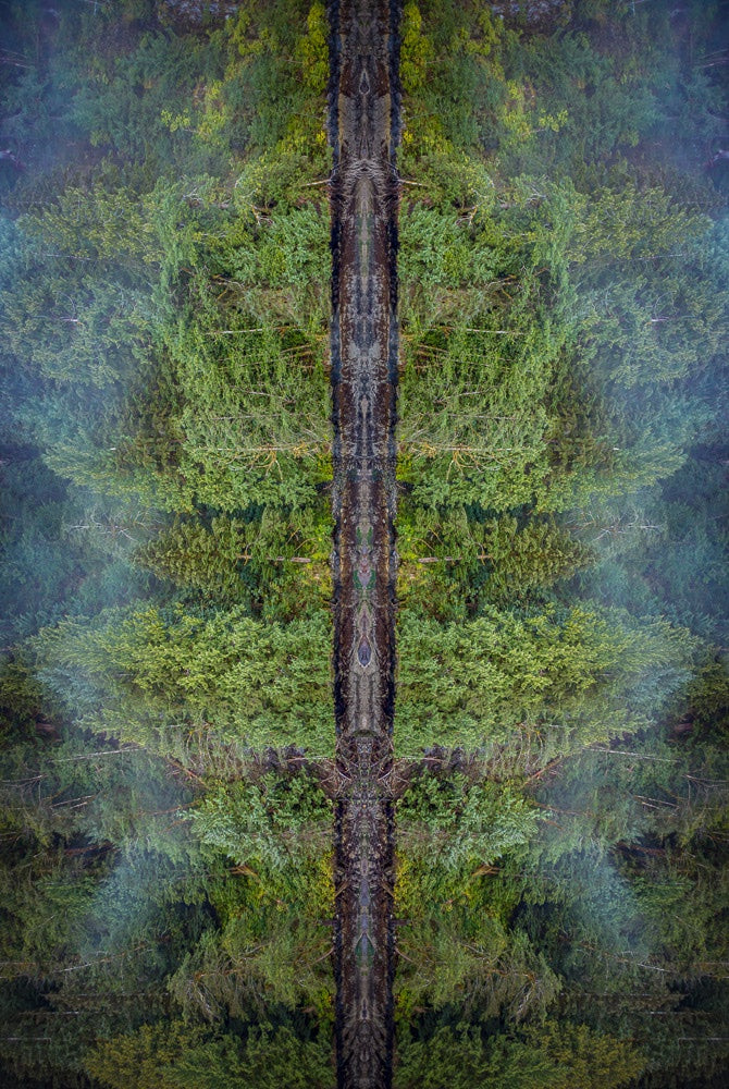 Southeast Alaskan rainforest - 1