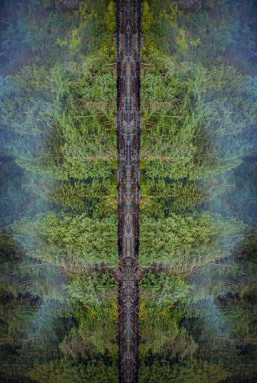 Southeast Alaskan rainforest - 1