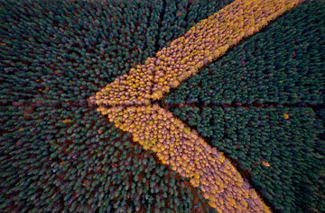 Autumnal larches in pine forest, Scotland - 1