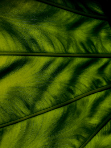 Tropical foilage, S.E Asia - 1