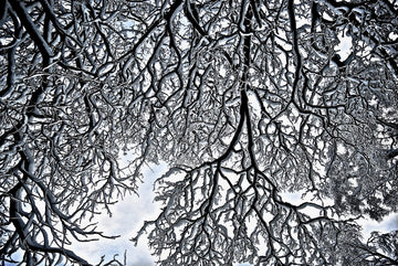 Snow branches - 1