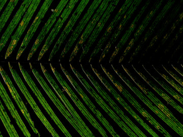 Palm frond, Vietnam - 1