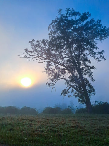 Misty Sunrise - 1