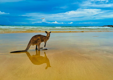 Kangaroo on Beach 2 - 1