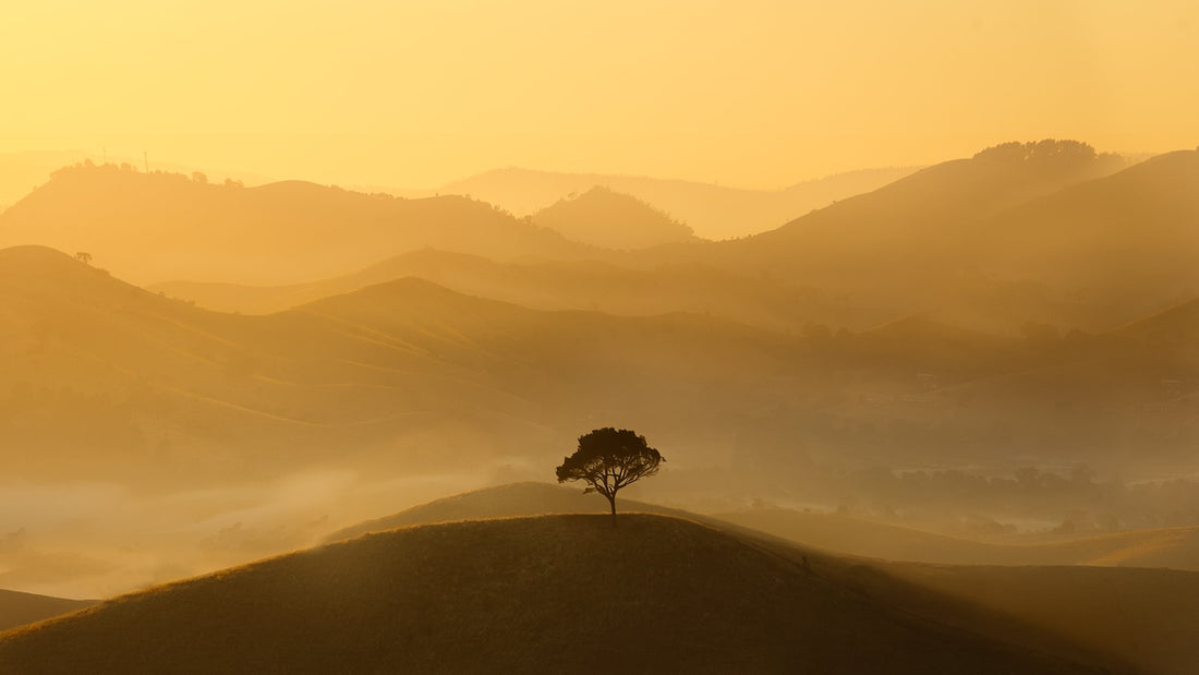 The Lone Tree - 1