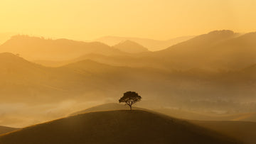 The Lone Tree - 1