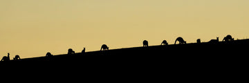 Grazing Silhouettes  - 1