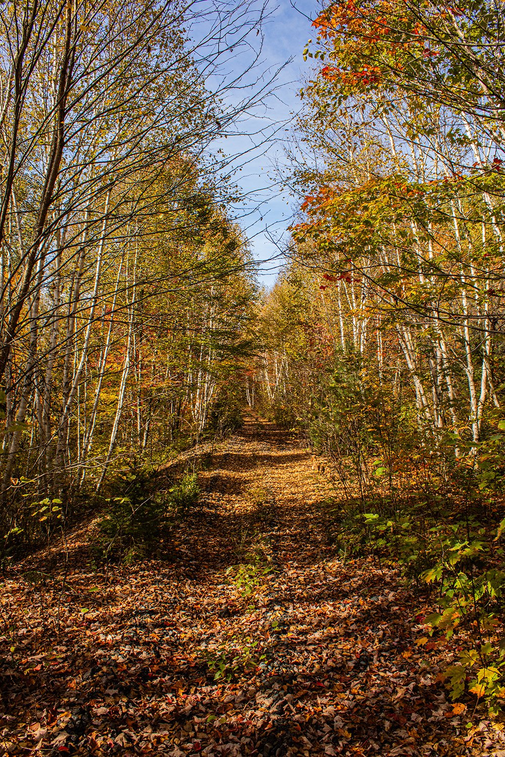 Birch Forest - 1