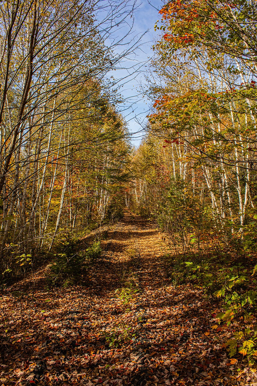 Birch Forest - 1