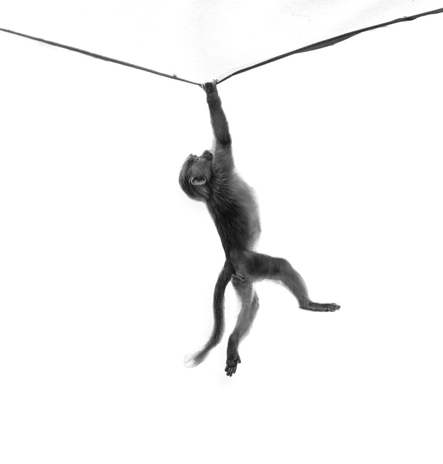 Hanging In there - 1