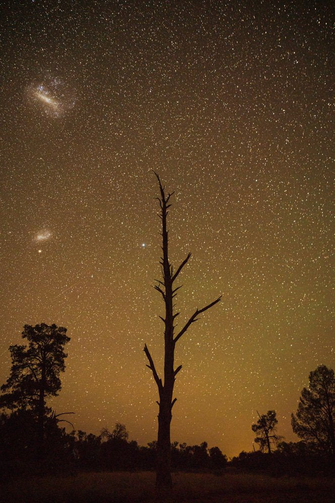 Dead Tree in Mungo National Park - 1