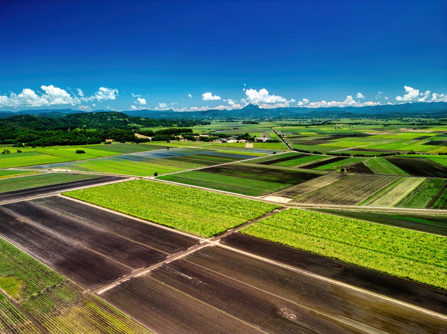 Murwillumbah - Cane Fields - 1