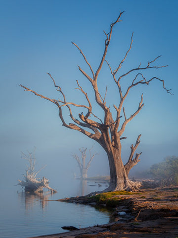 Lake Bonney Tree Portrait - 1