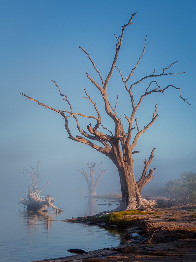 Lake Bonney Tree Portrait - 1