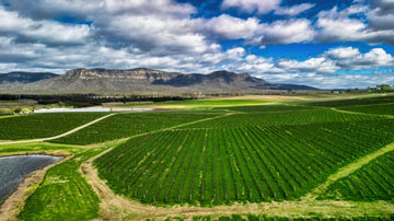 Hunter Valley - Vineyards - 1