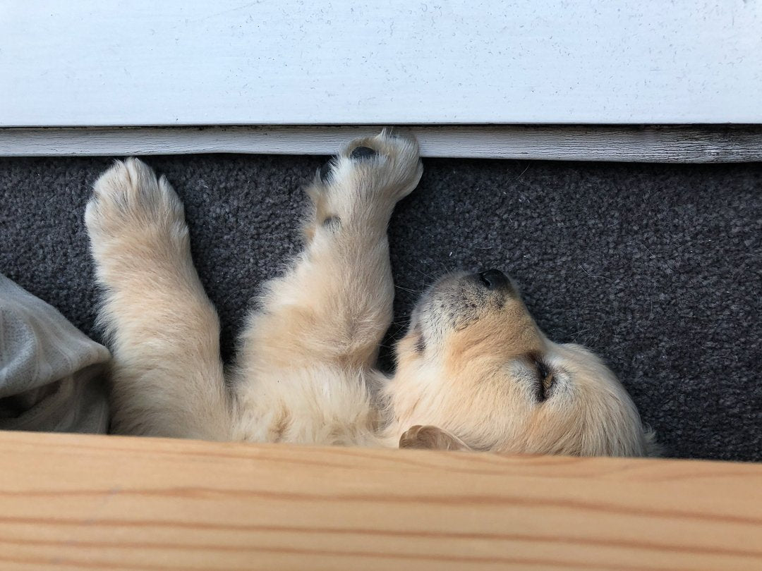 A golden retriever puppy - 1