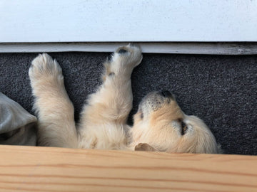 A golden retriever puppy - 1