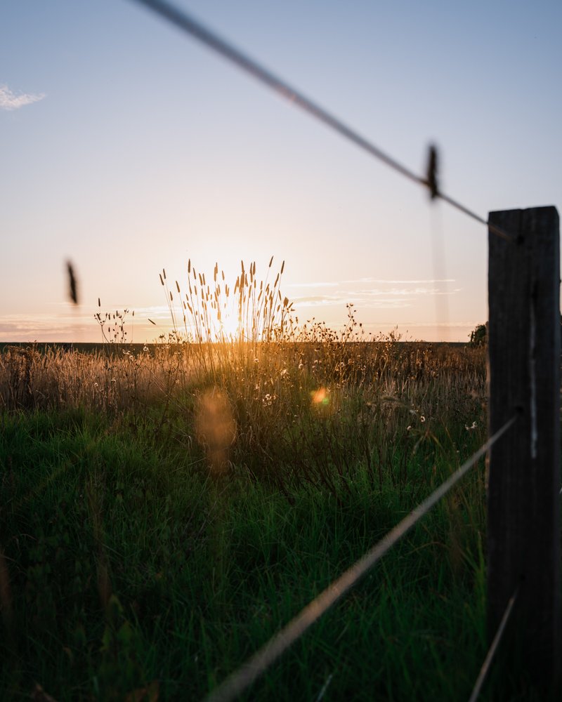 Golden Hour from behind the fence in rural Australia - 1