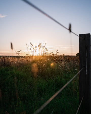 Golden Hour from behind the fence in rural Australia - 1