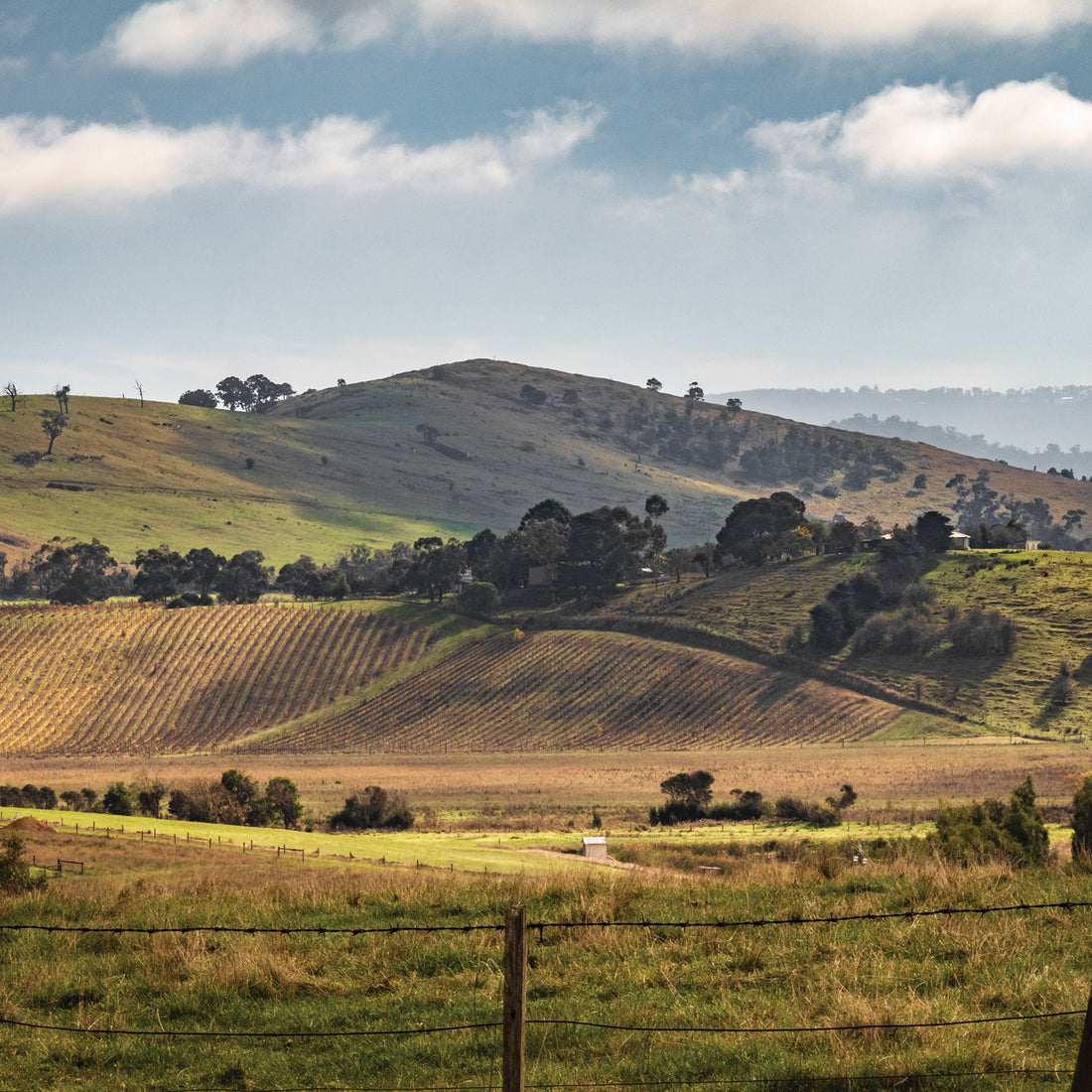 Autumn sun - Healesville  - 1