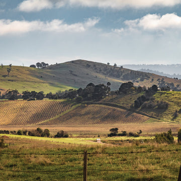 Autumn sun - Healesville  - 1