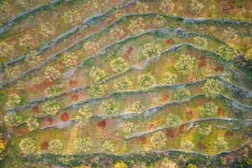 Olive tree grove in Greece