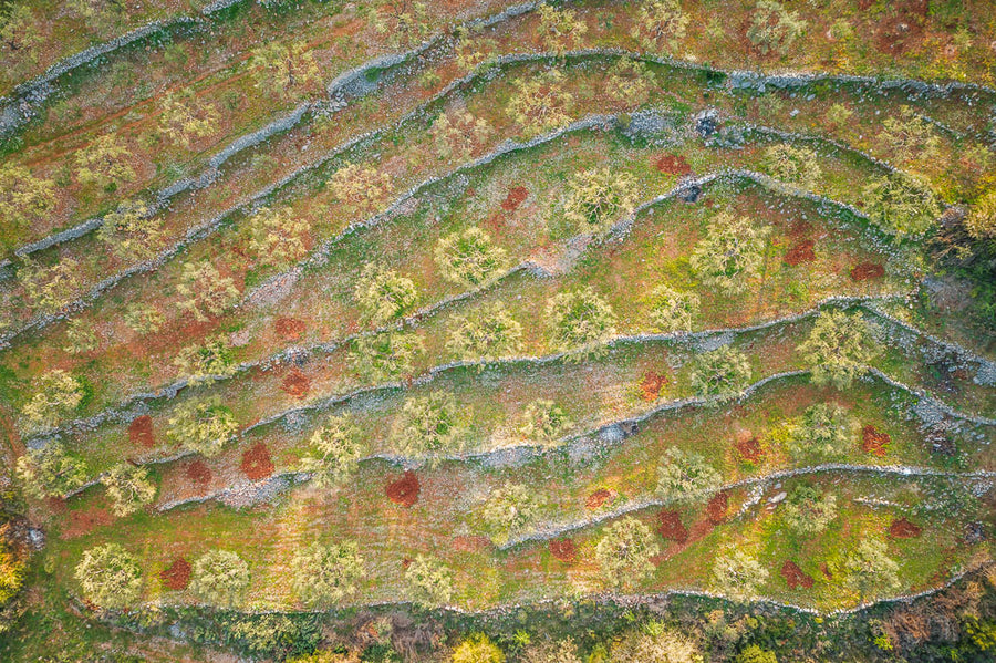 Olive tree grove in Greece