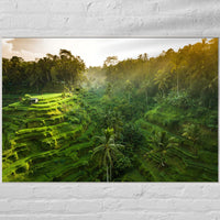 Tegalalang Rice Terrace, Ubud, Bali 7