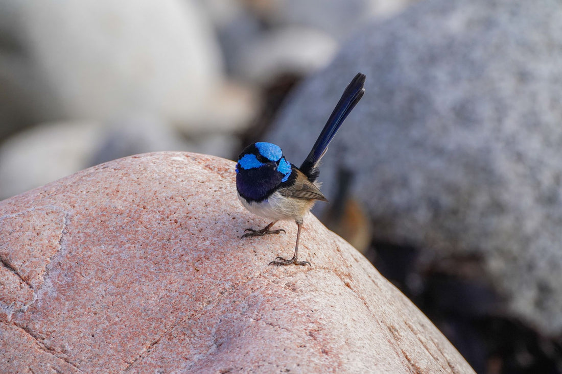 6616ab8ed8c3c268632d0a1d_a-blue-fairy-wren-on-a-rock-in-tasmania_1768022282451.jpg