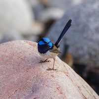 6616ab8ed8c3c268632d0a1d_a-blue-fairy-wren-on-a-rock-in-tasmania_1768022282451.jpg